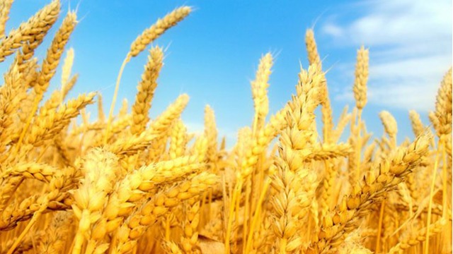 俄罗斯大量出口小麦导致全球小麦价格下跌近半
