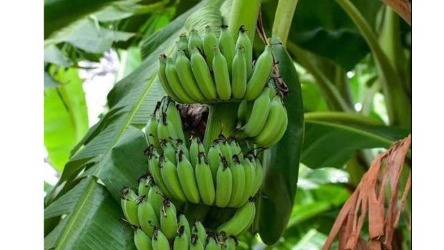 前7个月厄瓜多尔对华香蕉出口量同比增长22%