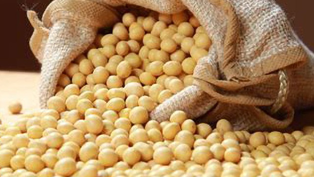 缅甸半年豆类出口创汇6.8亿美元