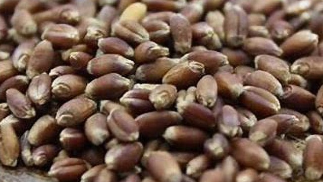 缅甸黑麦豆价格创记录上涨