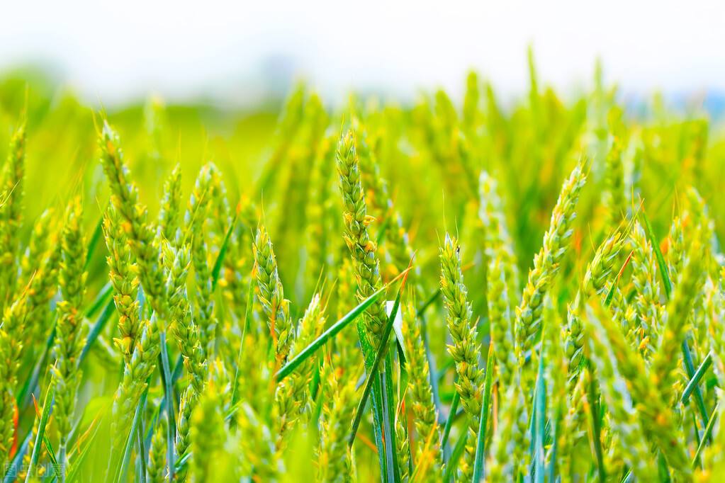 美国农业部将2022/23年度阿根廷小麦产量下调到1750万吨