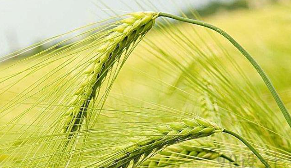 欧洲小麦市场：法国天气干燥炎热，继续提振麦价上涨