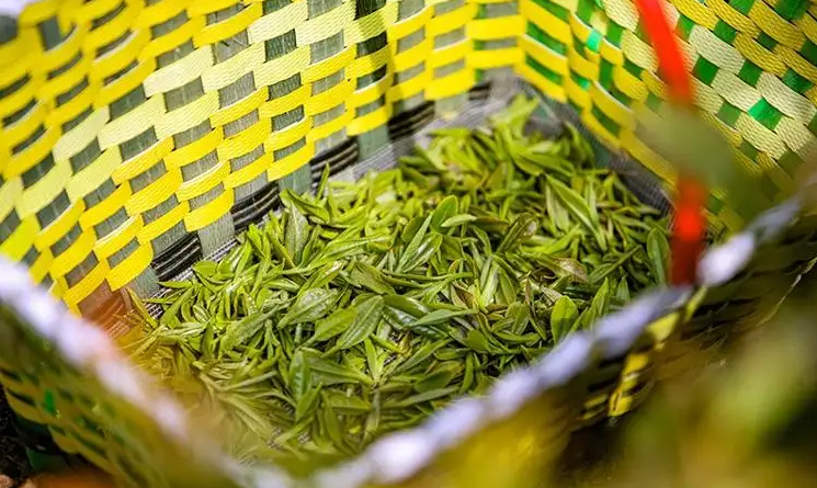 今年前五月巴拉圭马黛茶叶出口达4156吨 协会：将继续扩大国际市场