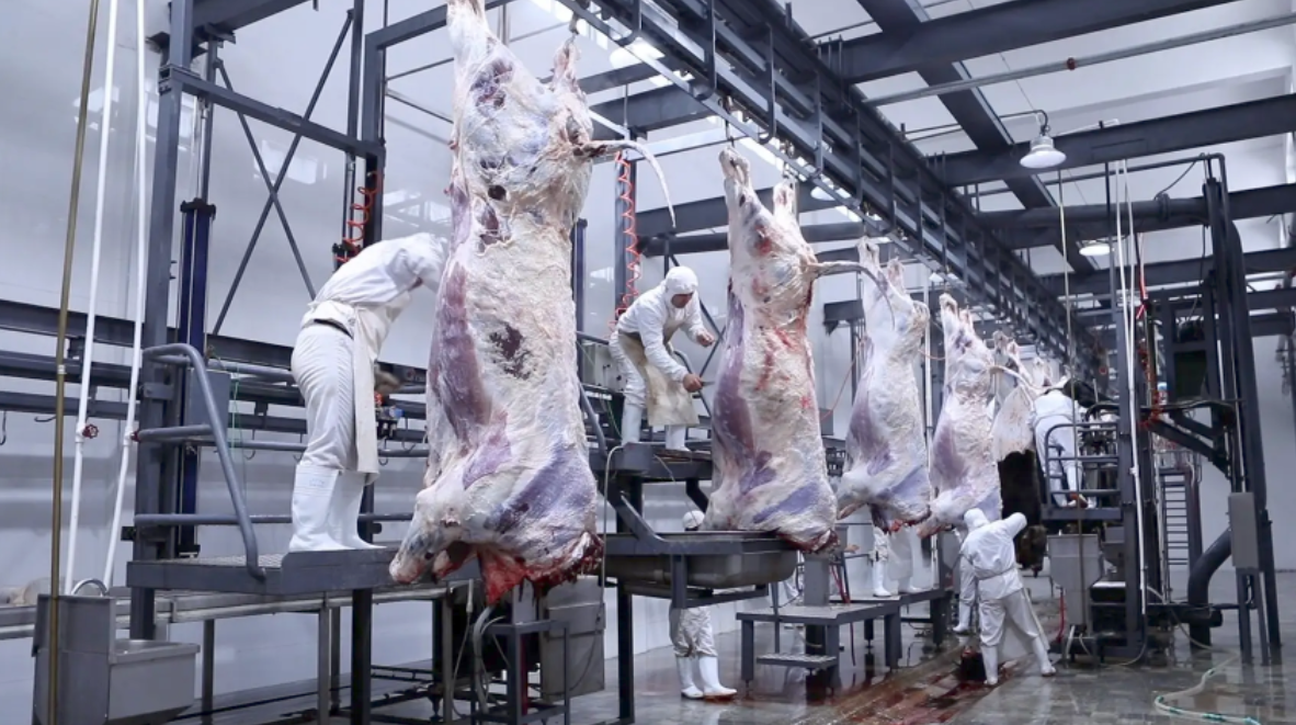 乌拉圭活牛屠宰量破年内新高，上周屠宰近6万头！