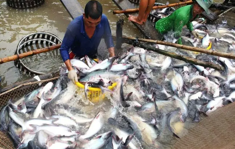 越南巴沙鱼出口额翻倍，原料价格高位已维持6周