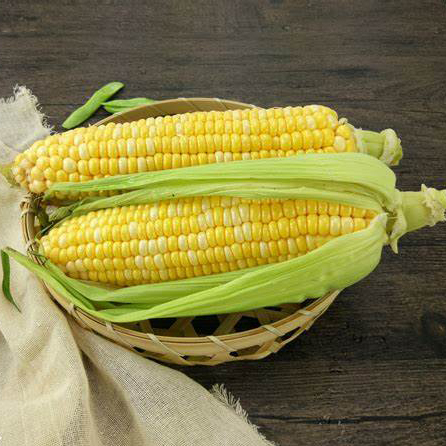 玉米1