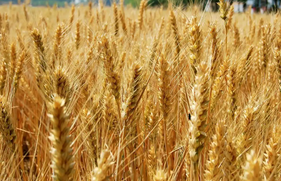 印度禁止小麦出口 加剧全球粮食供应紧张