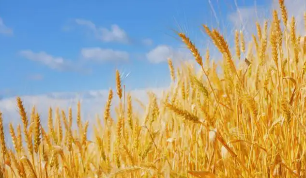 哈萨克斯坦将小麦和面粉出口配额期限延长至9月30日