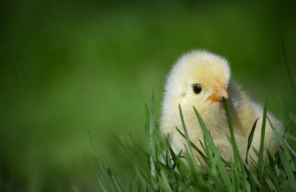 年初以来日本已因禽流感捕杀400多万只鸡