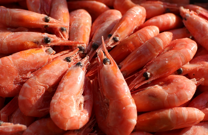 北极虾产量上升，中国、俄罗斯需求下滑