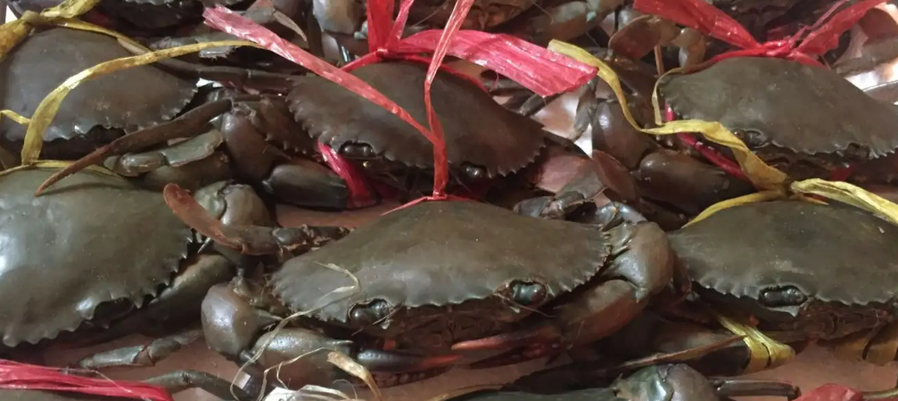 今年一季度越南螃蟹出口额同比增长62%